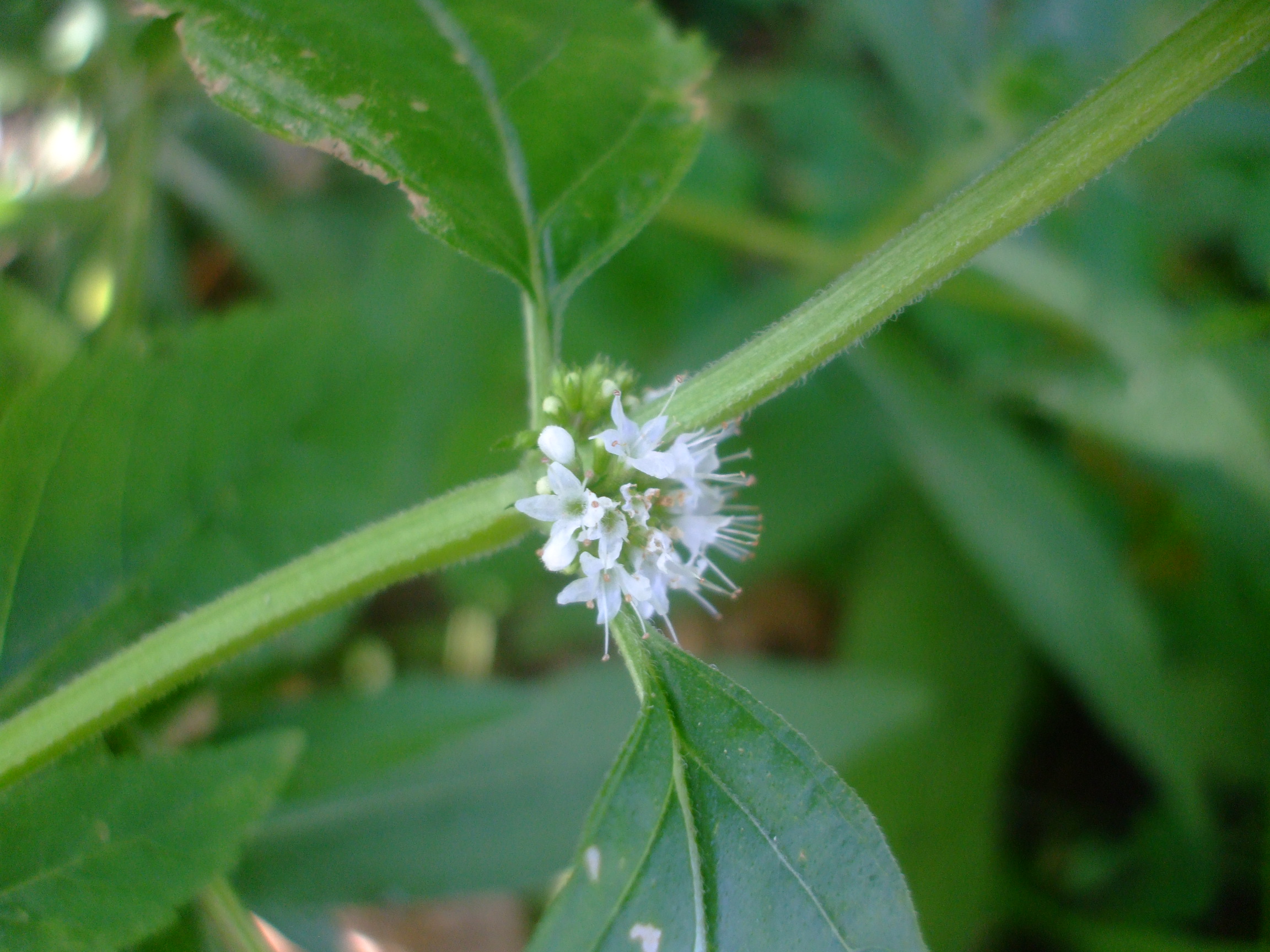 Mentha arvensis
